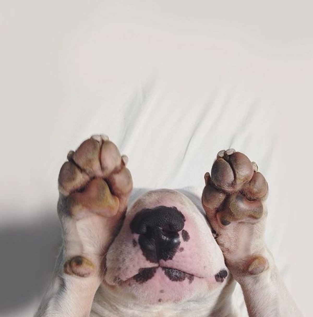 El perro más lindo de Instagram