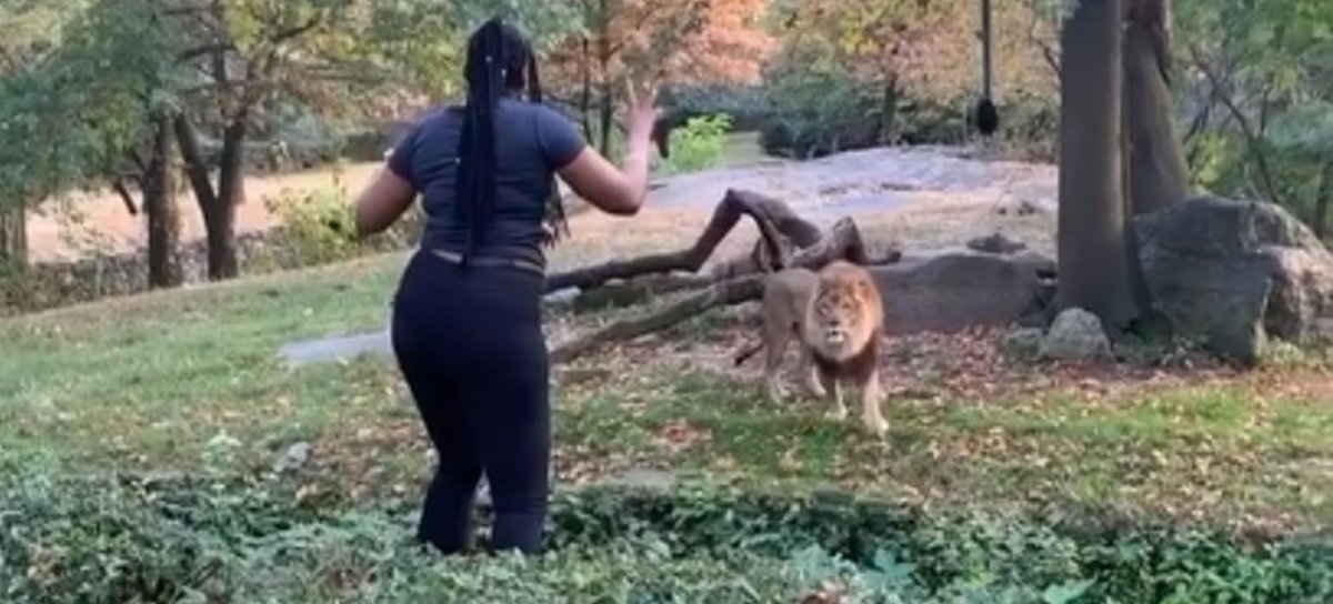 Mujer ingresó a la jaula de los leones en zoológico en USA | Fotogalería |  Radio | LOS40 Colombia