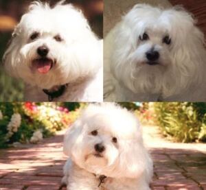 Captura Instagram @barbrastreisand