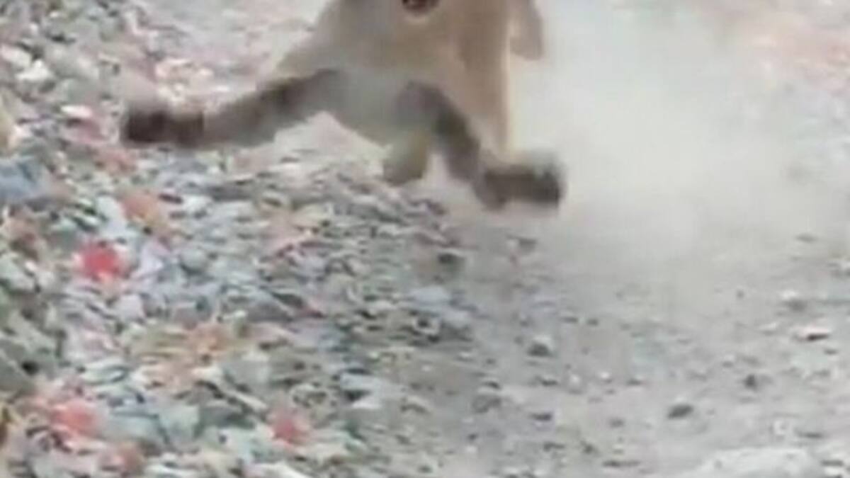 Aterrador e impactante video de un puma asechando a un joven
