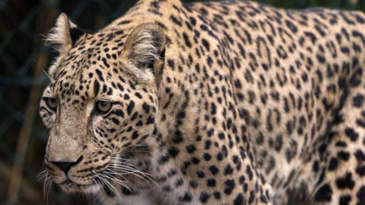 Así fue como un hombre de 60 años se enfrentó a un leopardo
