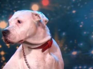 La perrita que canta como Whitney Houston