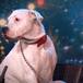 La perrita que canta como Whitney Houston