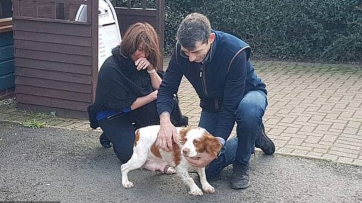 Pareja se reencuentra con su perro que se perdió hace 6 años