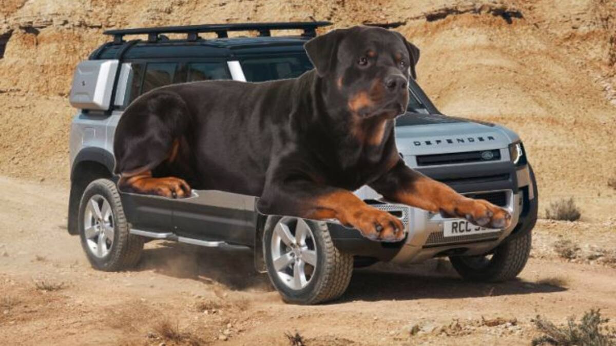 Land Rover, la nueva “marca” de perros que los hará reír a carcajadas