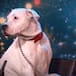 La perrita que canta como Whitney Houston