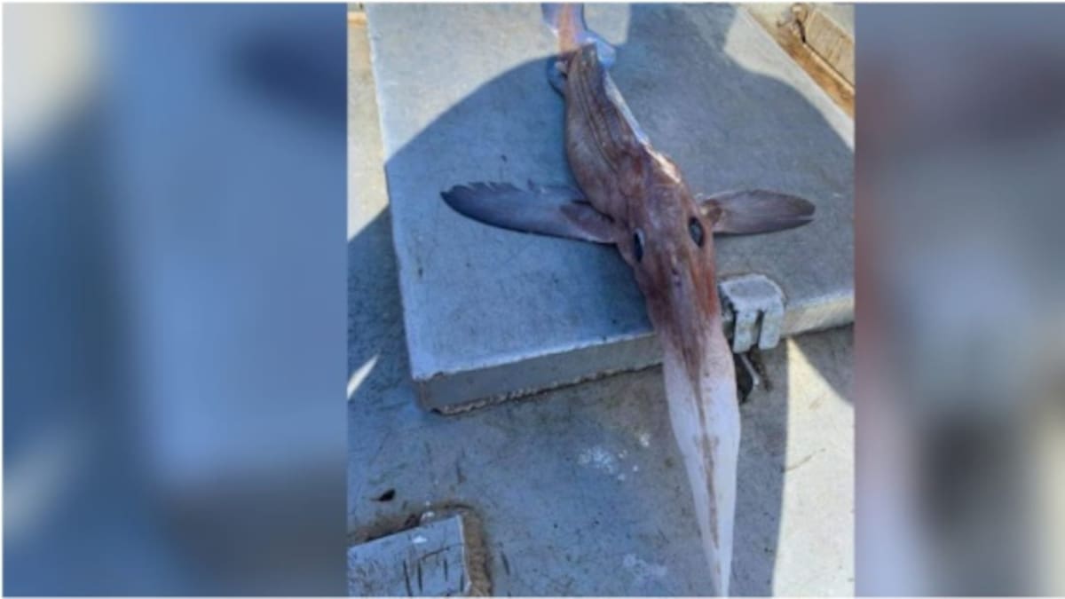 ¿Qué es eso? Extraña criatura marina hallada en Canadá aterroriza en redes