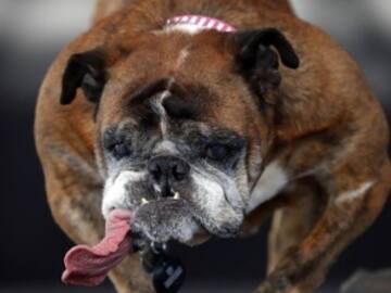 Este es el perro más feo del mundo