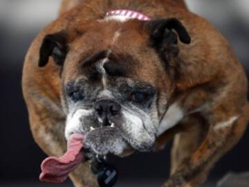 ESTE ES EL PERRO MÁS FEO DEL MUNDO