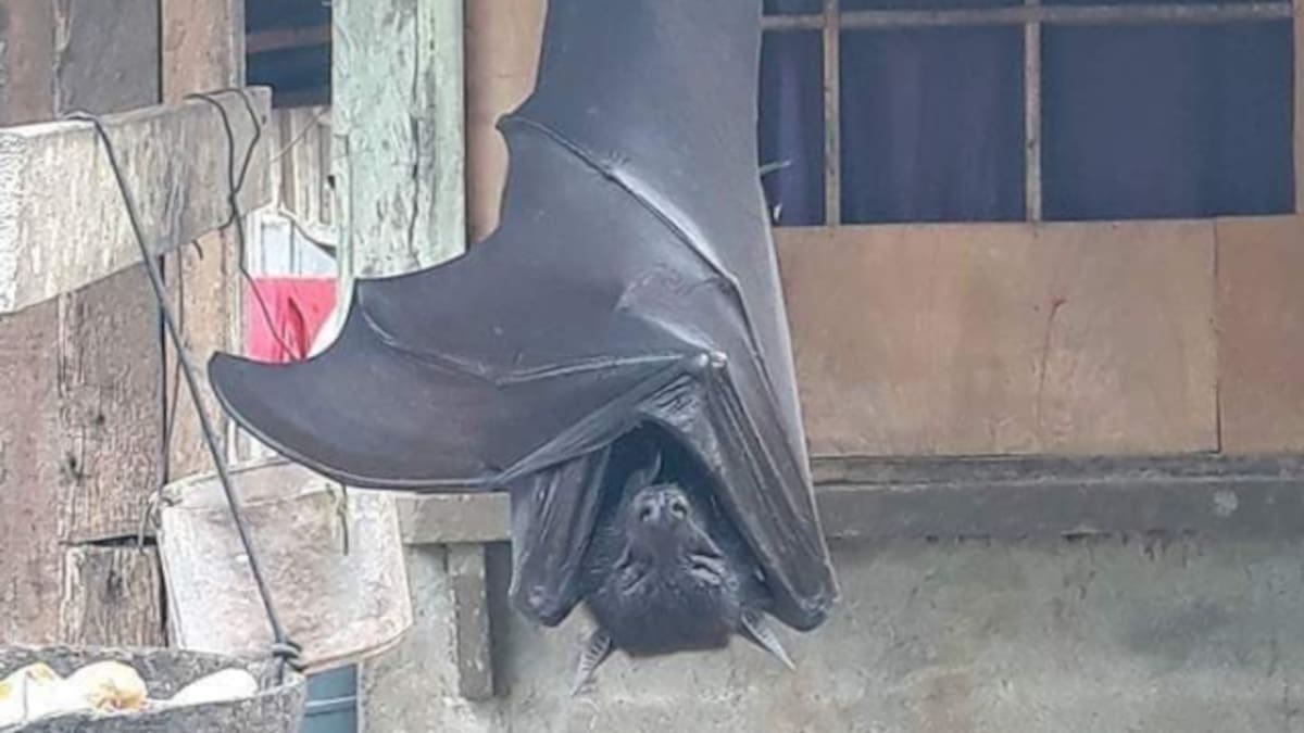 La verdad detrás de la foto del murciélago gigante que se volvió viral