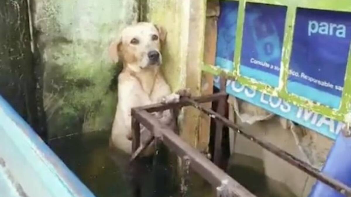 El emotivo rescate de un perrito en medio de inundaciones