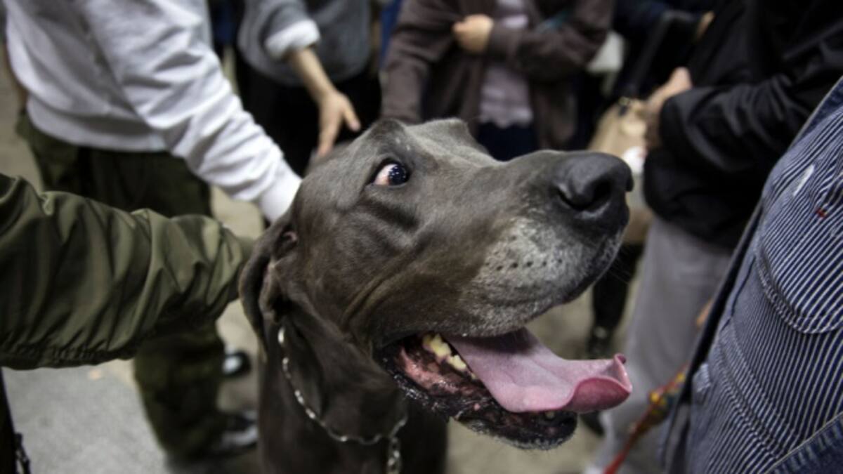 Dejaron a un perro solo y lo encontraron "relajado" dentro de un jacuzzi