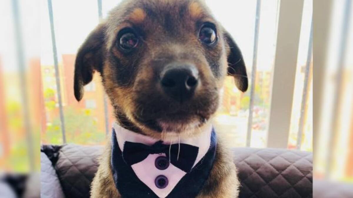 ‘Vicente’, el perrito con corbatín que dejaron plantado cuando iba a ser adoptado