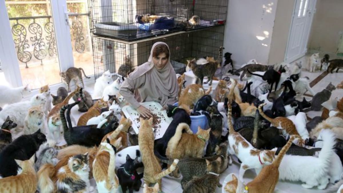 Mujer jubilada adoptó más de 500 gatos callejeros en su casa