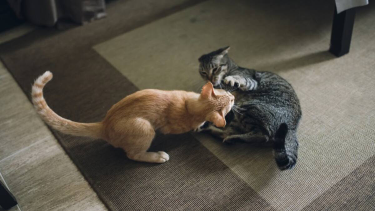 Dos gatos se pelean mientras su dueña transmitía en vivo