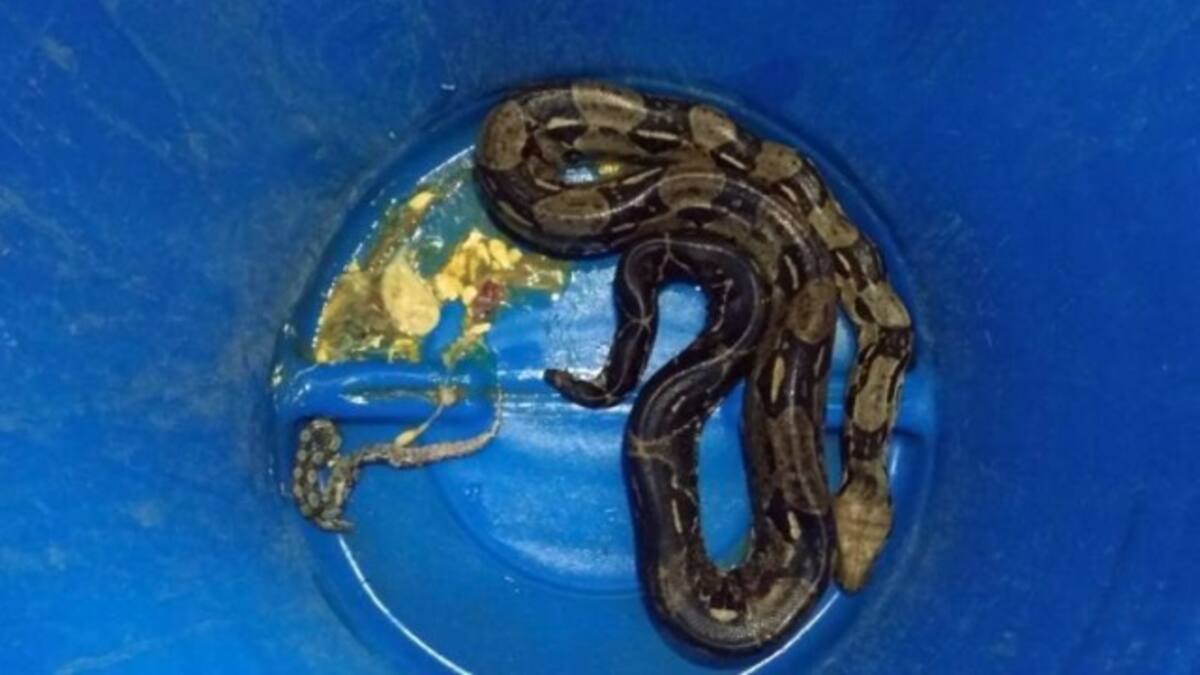 Esta Boa constrictor fue encontrada en el Parque Simón Bolívar