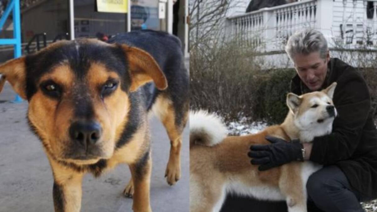 Covito, el ‘Hachiko’ latinoamericano que espera a un dueño que no volverá por el coronavirus