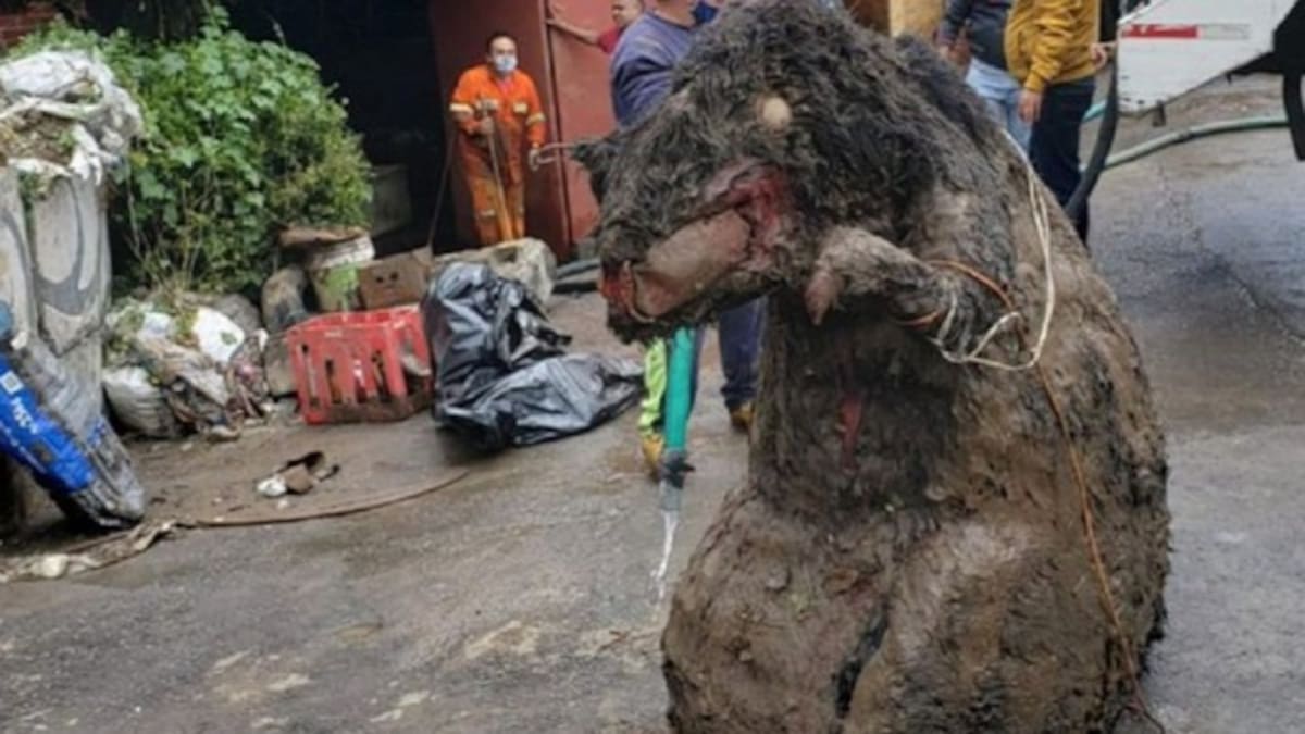 Encuentran una 'rata' gigante en las alcantarillas de México