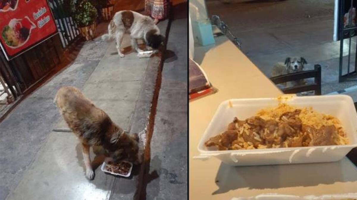 Dueño de restaurante alimenta a perros callejeros con menú de alta calidad