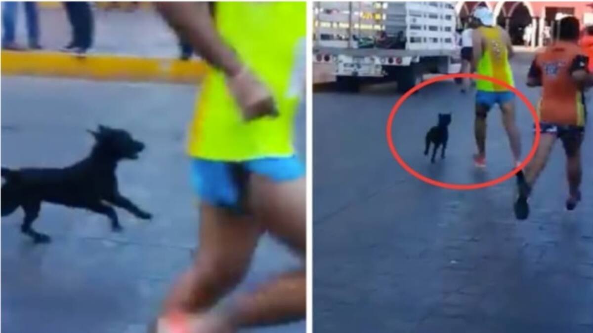 La descomunal patada de atleta a un perro genera odio en redes