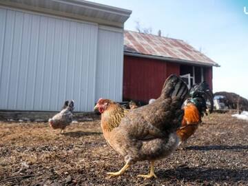 Hombre fue a la cárcel por matar de un susto a las gallinas de su vecino