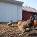 Hombre fue a la cárcel por matar de un susto a las gallinas de su vecino