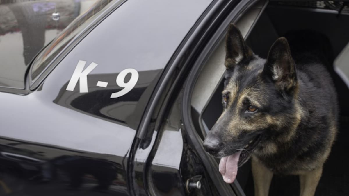 Conoce a 'Whiskey', el perro que hace push-up con policías