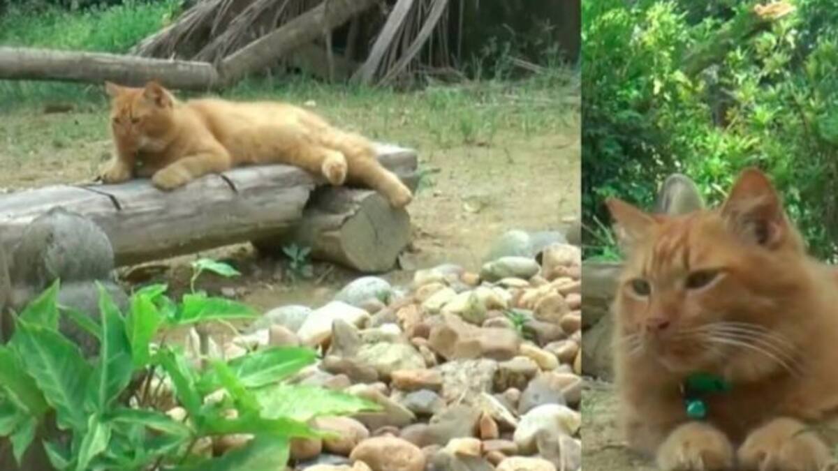 Nana, la gata que visita a su fallecido dueño todos los días en el cementerio