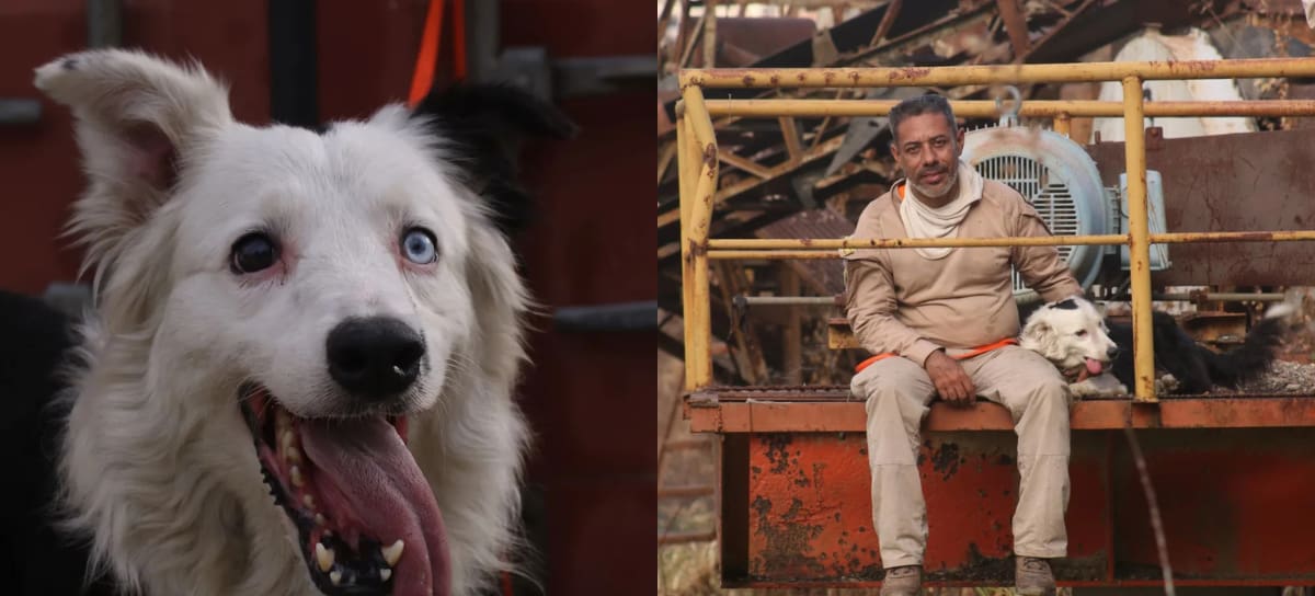 Créditos: Tsunami perro rescatista - Foto tomada de redes sociales