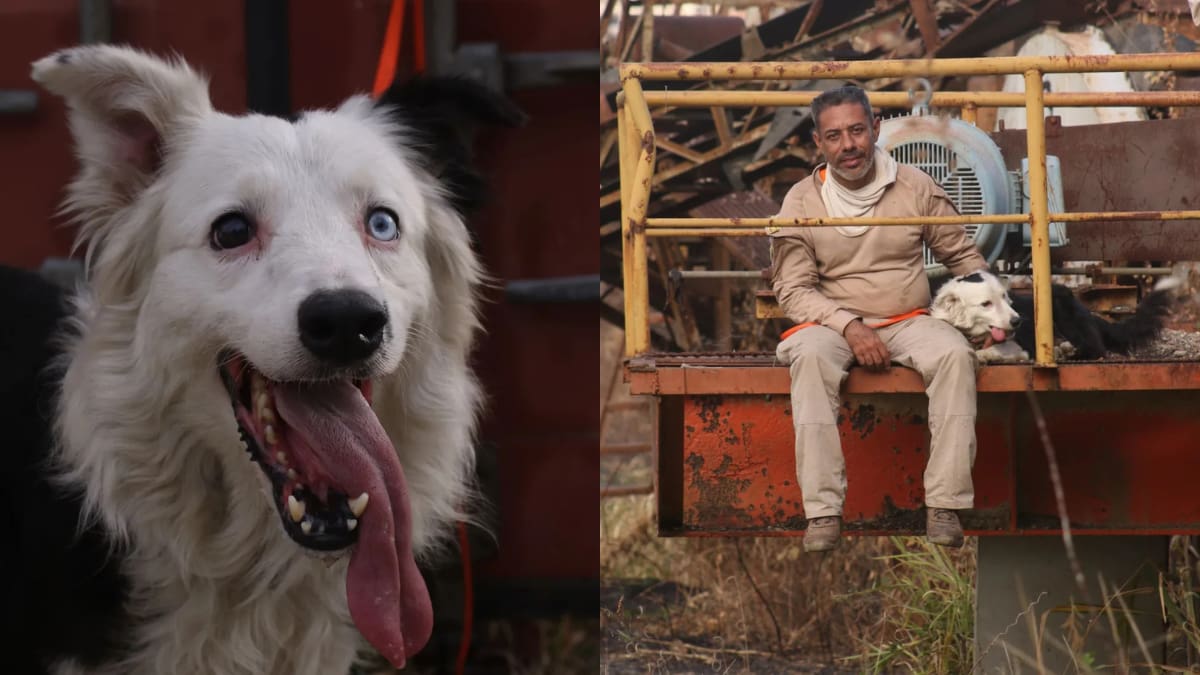 ¿Quién es 'Tsunami'? Esta es la triste historia detrás del perrito viral que salva vidas en Venezuela