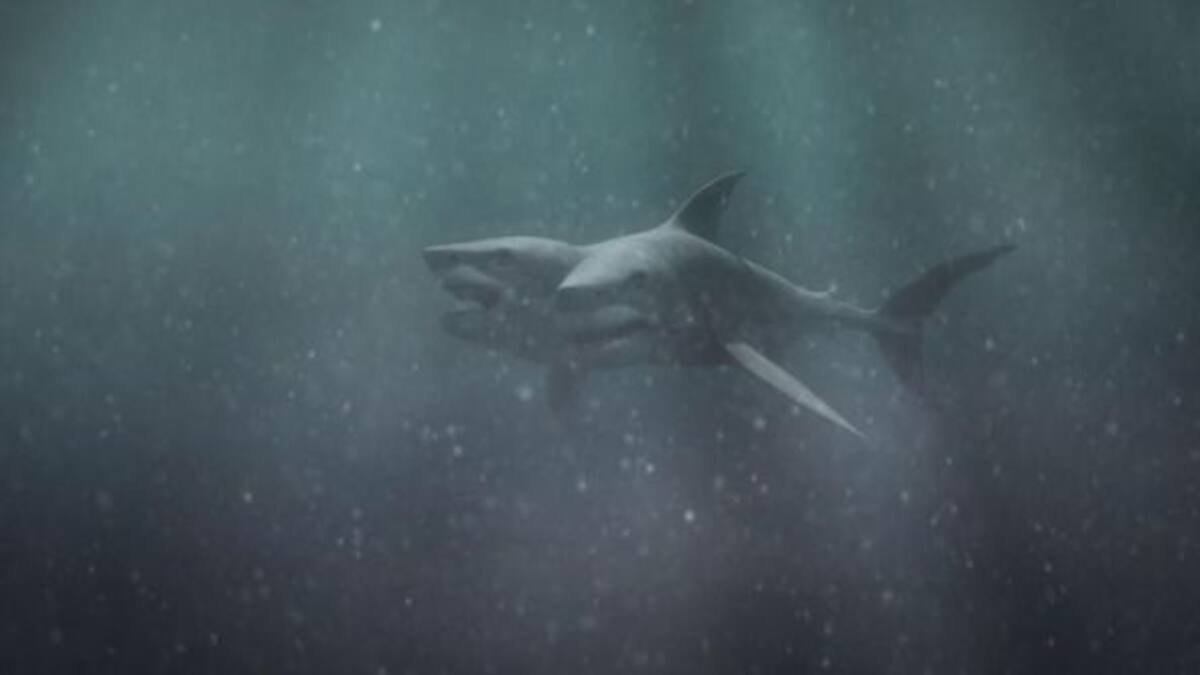 Encuentran a un extraño tiburón de dos cabezas