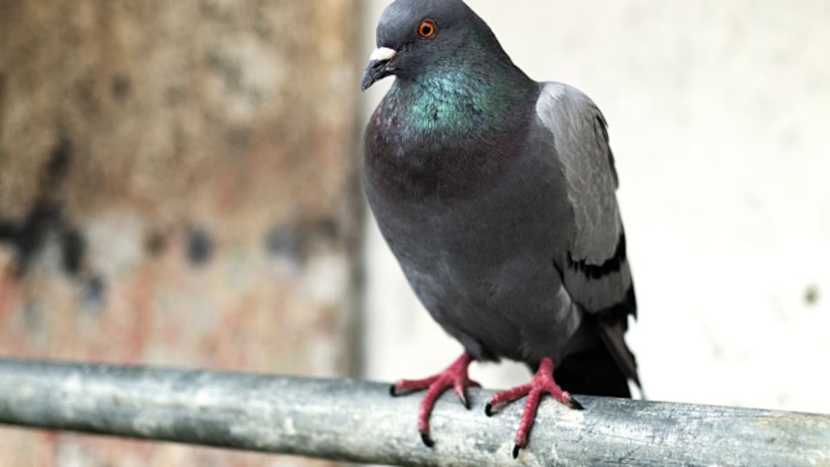 Arrestan a una paloma y la acusan de ser espía