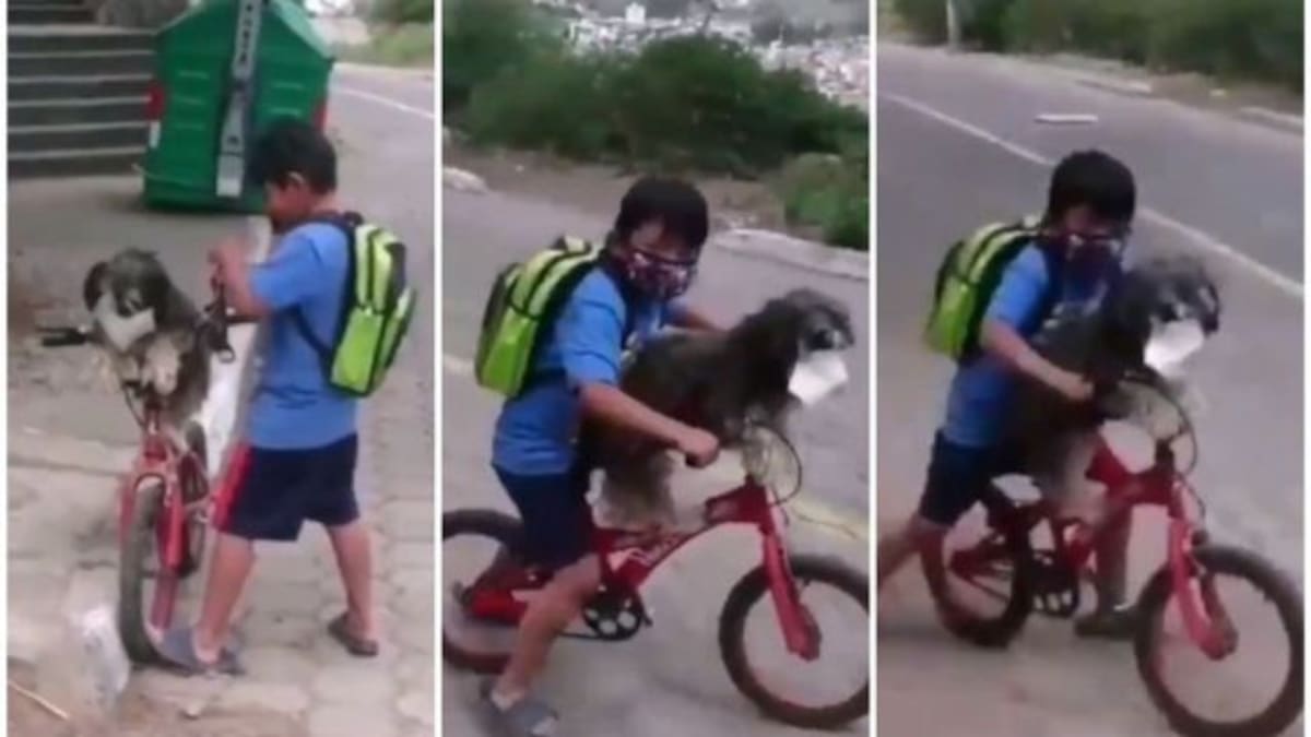 Niño que le pone tapabocas a su perro al salir se vuelve viral