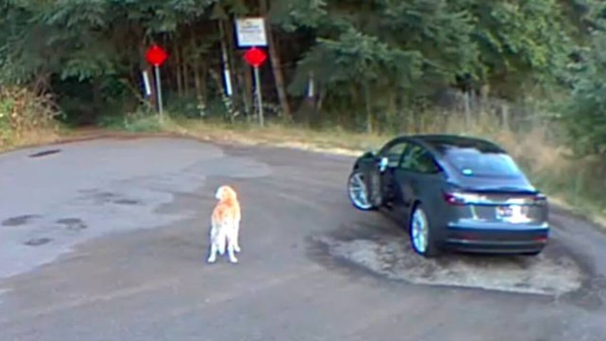 Doloroso video de una mujer abandonando a su perro en medio de una carretera