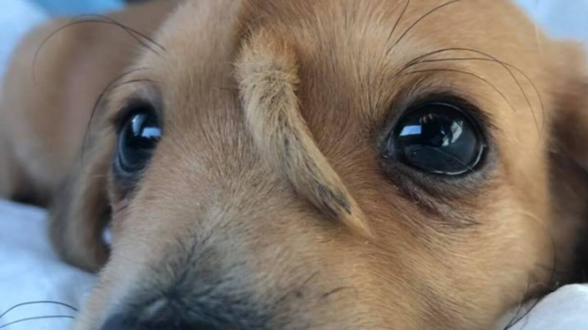 Nació con su cola en la cara y lo llaman "perro unicornio"