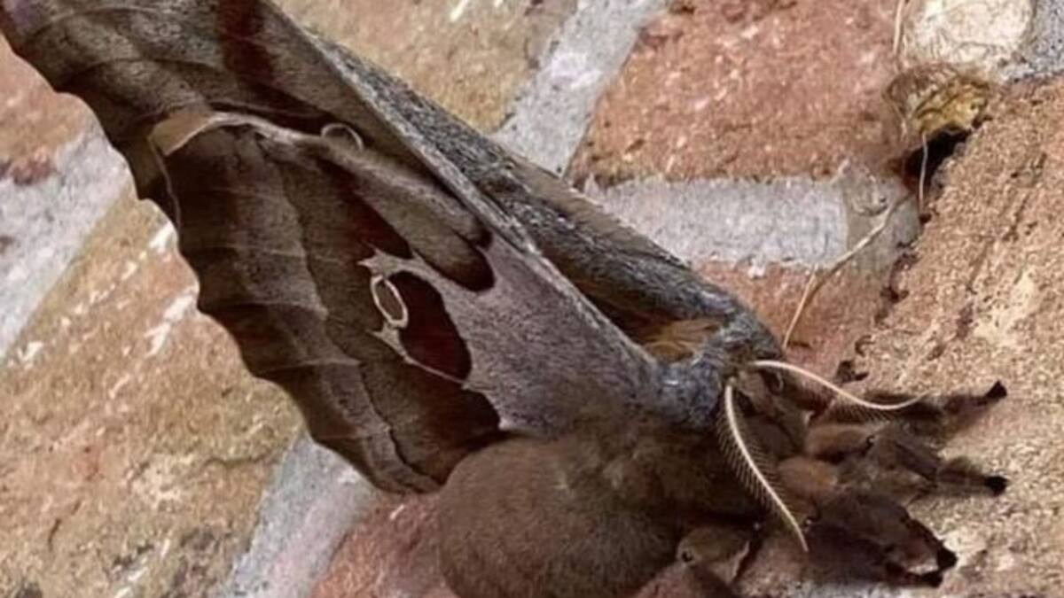 “Tarántulas con alas”, la verdad detrás de estas criaturas que causaron terror en redes