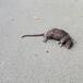 La “batalla de las ratas” de El Puig (Valencia) desata las críticas de los animalistas