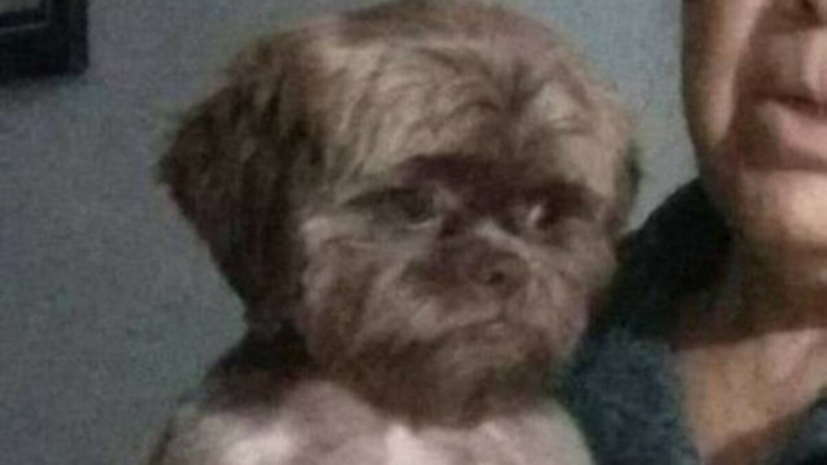 Joven denuncia que llevó a su perro a la peluquería y lo dejaron como “niño extraviado”