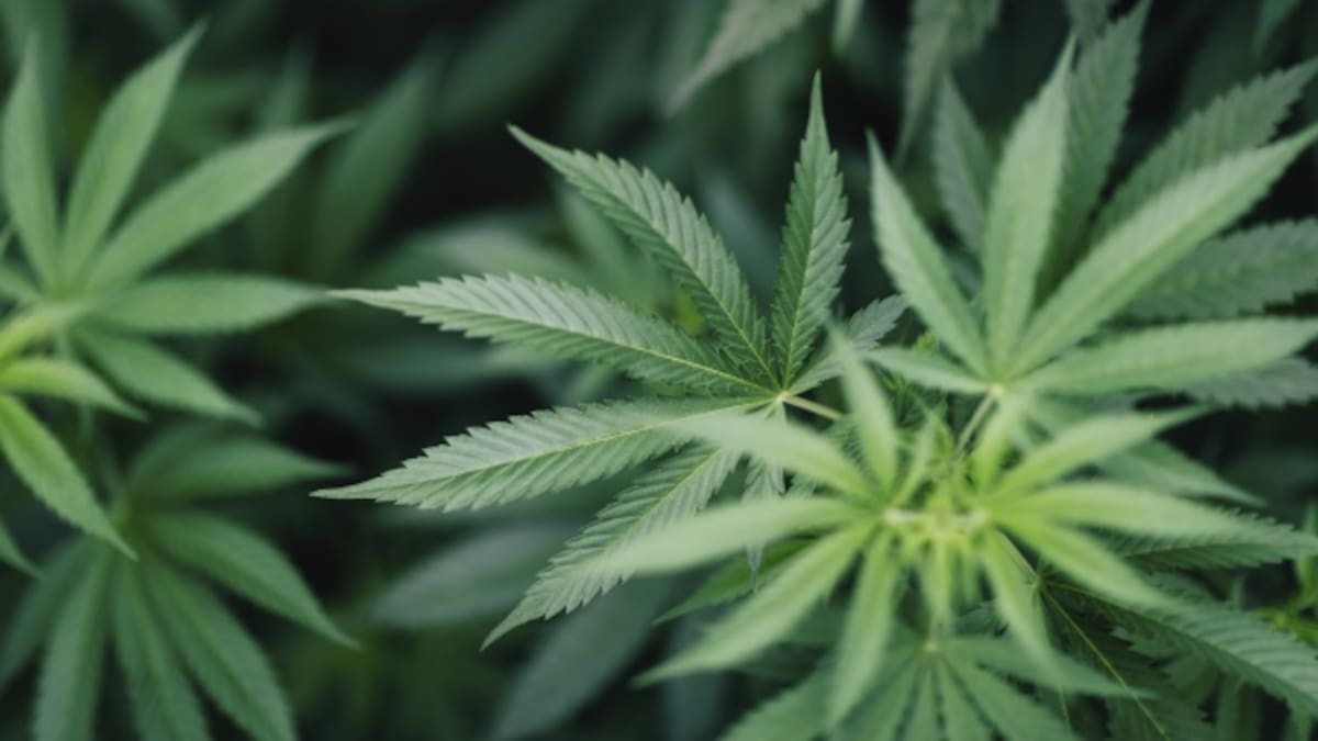 ¿Por qué hoy se celebra el 420?