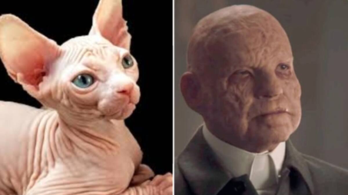 Dark: así se ven sus personajes si fueran gatitos