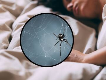 ¿Qué significa soñar con arañas negras? Lo que revela este inquietante sueño