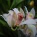 8 nuevas orquídeas descubiertas en Cali fueron nombradas en honor a mujeres destacadas de Colombia.