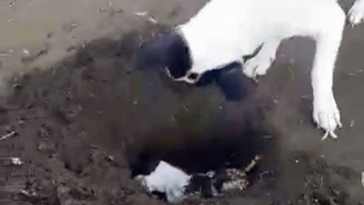 En medio de lágrimas, perrita cava tumba para enterrar a su cachorro muerto