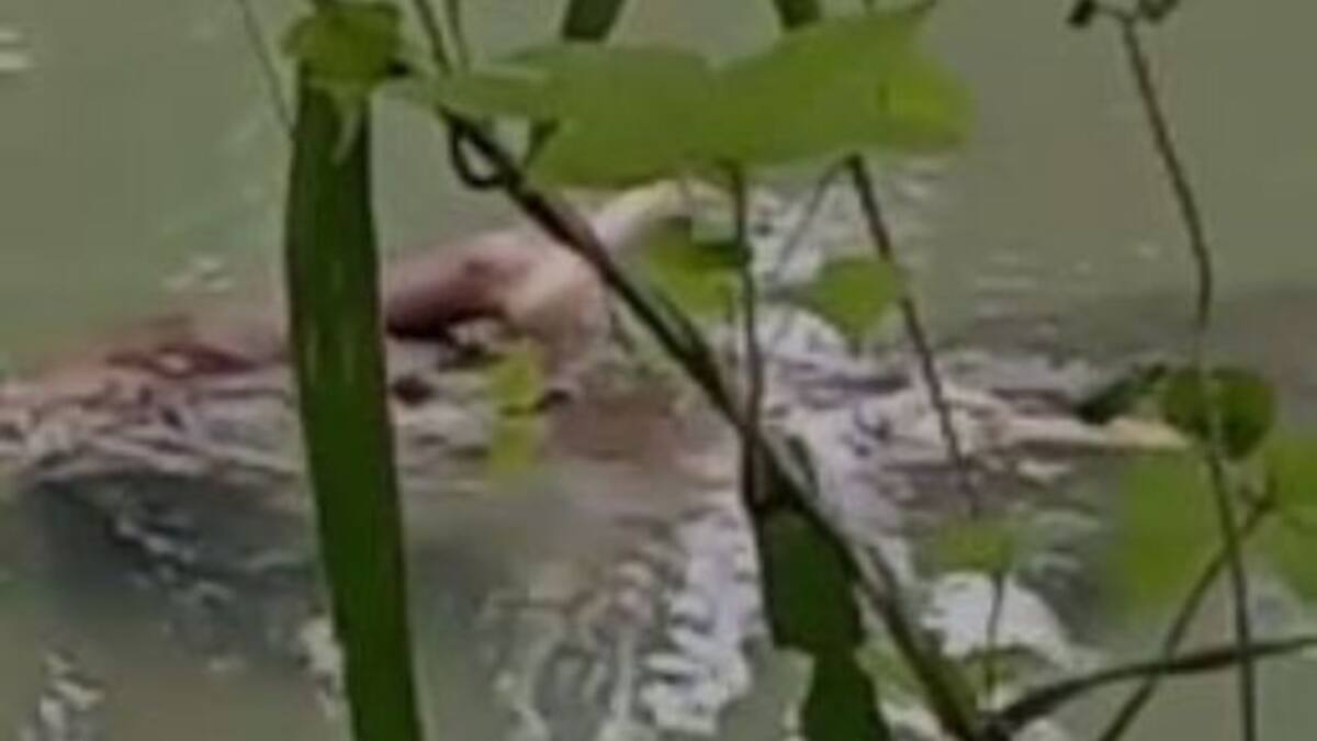 ¡Impactante! Encuentran a un cocodrilo con una pierna humana en su hocico