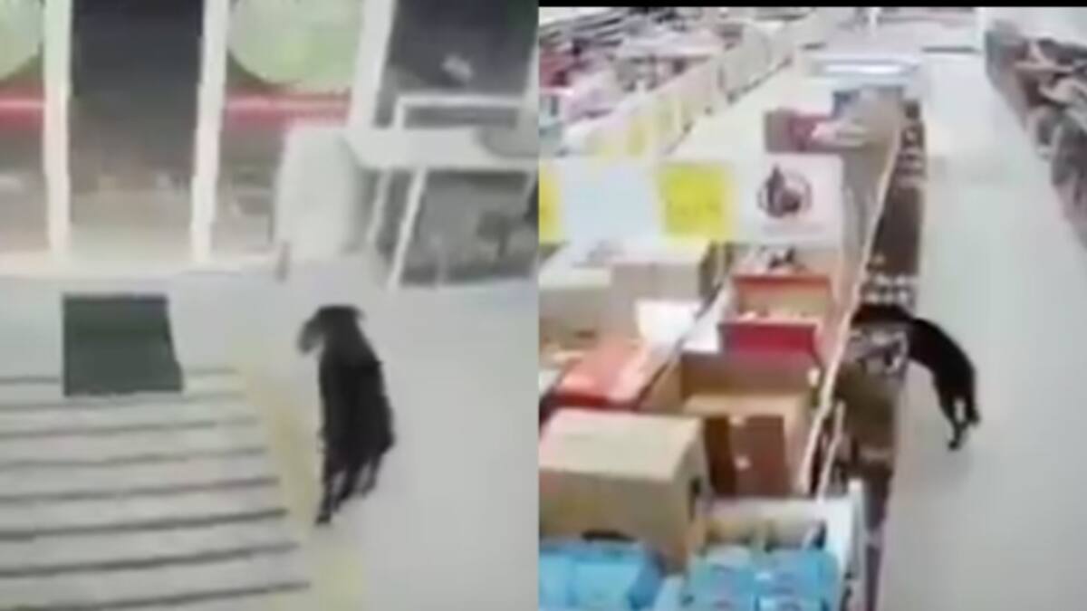 En video: un perro entra a una tienda D1 y se roba una bolsa de concentrado