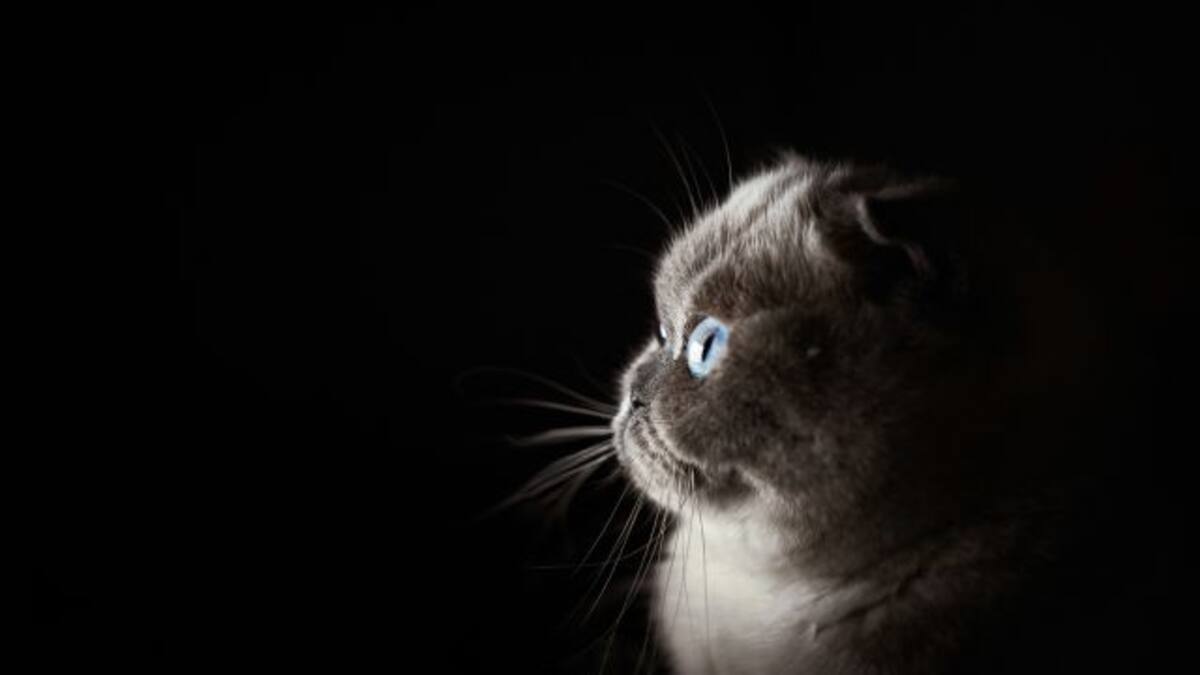 Vincent, el gato que realiza milagros y puede cumplir tres deseos