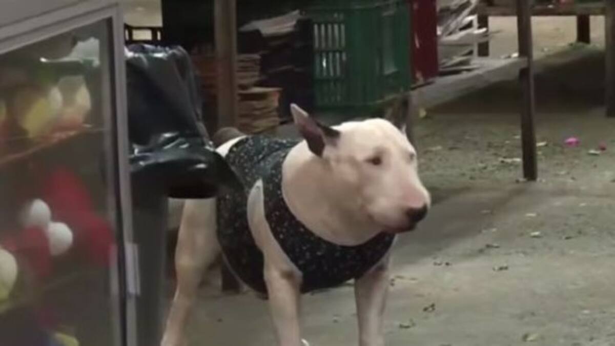 Tatán, el perro que evitó que 15 personas fueran robadas por tres atracadores