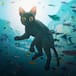 ‘Flow’ se tomó el Zócalo: miles de personas disfrutaron la exitosa película animada