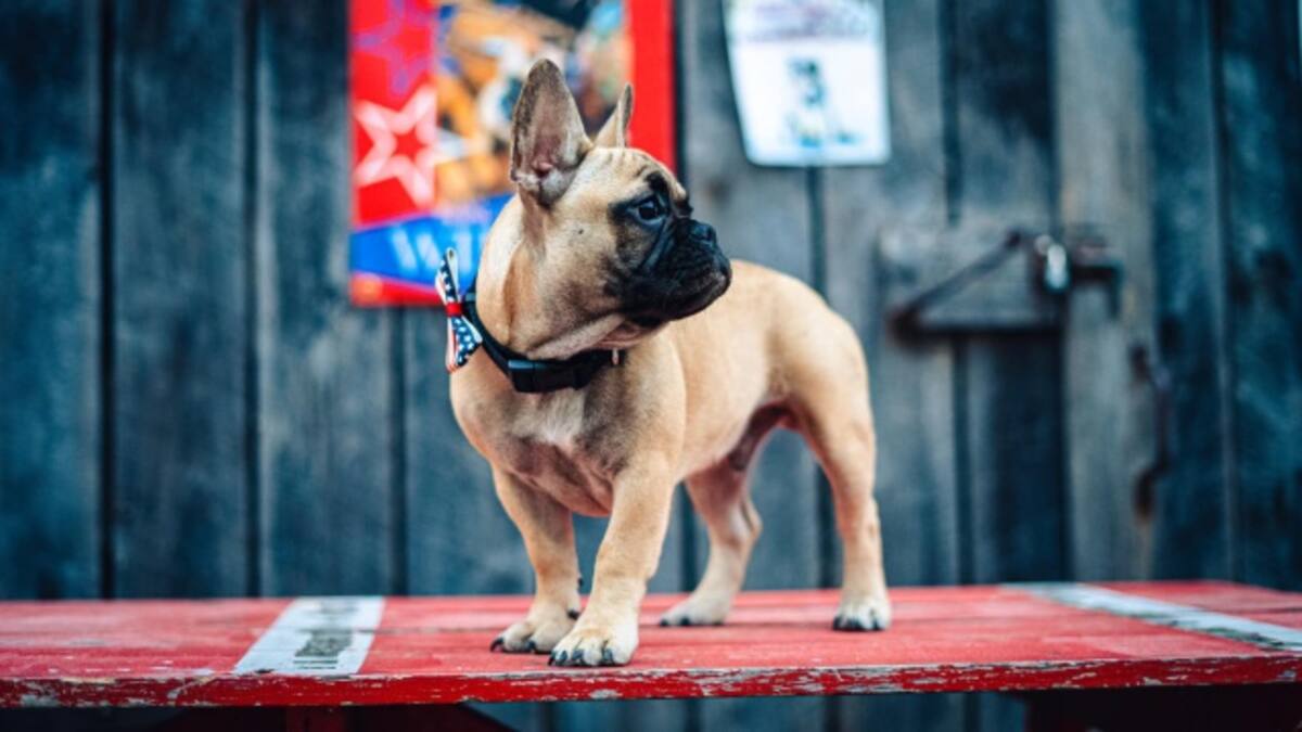 Un bulldog francés es el nuevo alcalde de un pueblo en EE.UU.