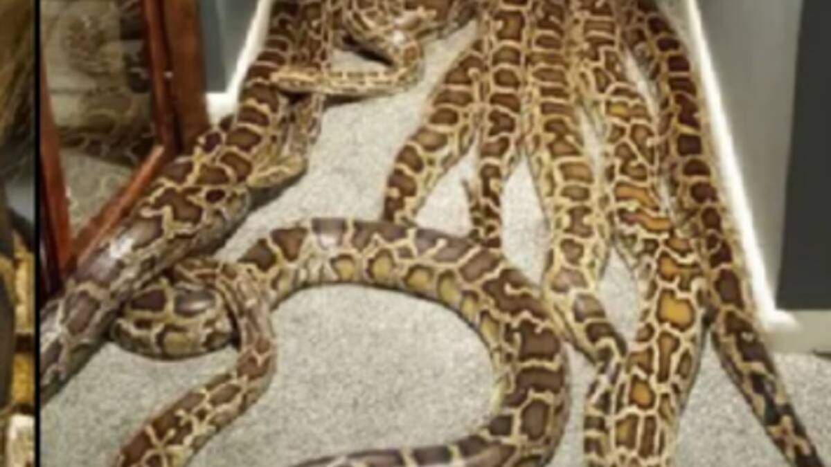 Un hombre es capturado por vivir con serpientes gigantes